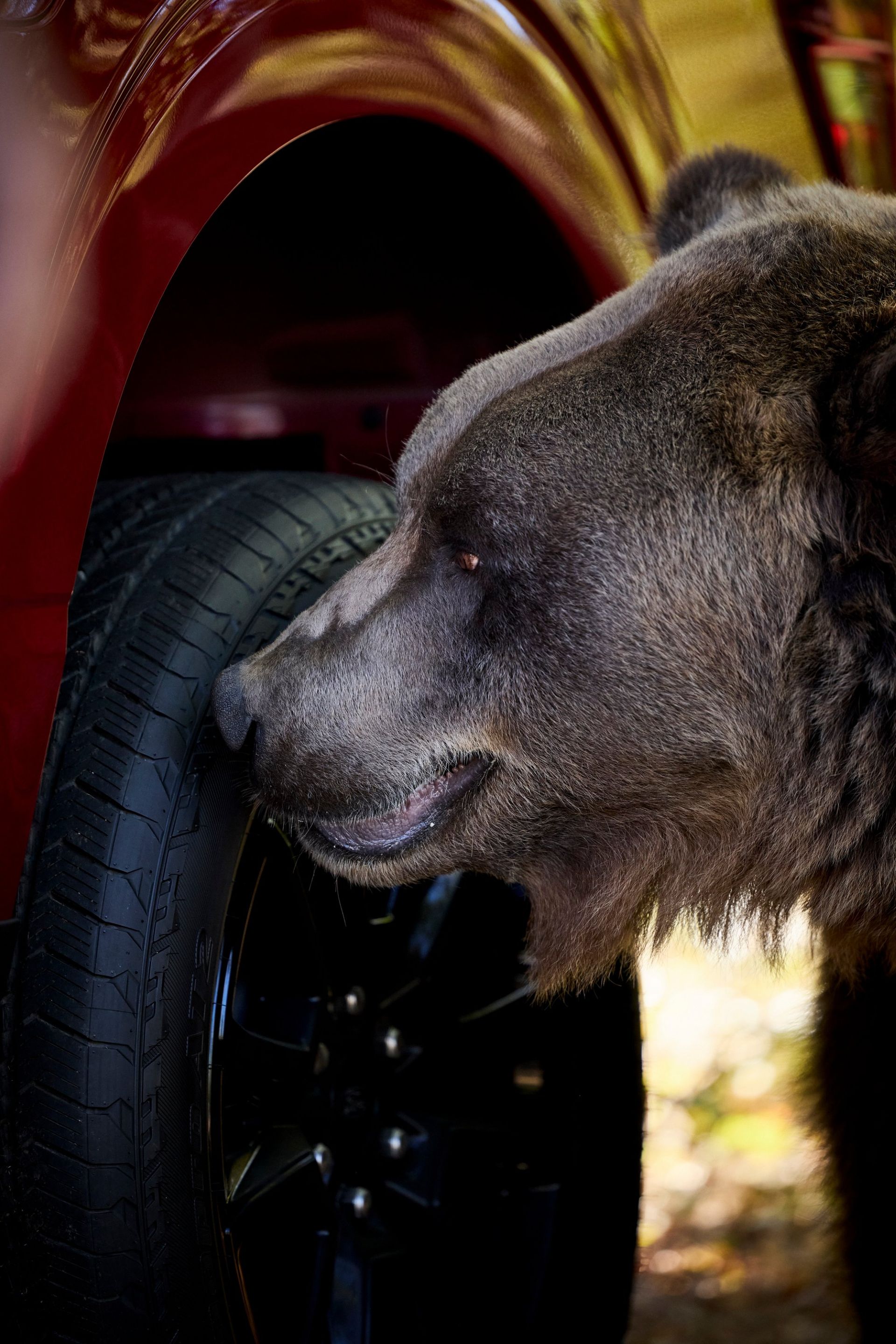 /ford-bear-security-carnet-hir-10
