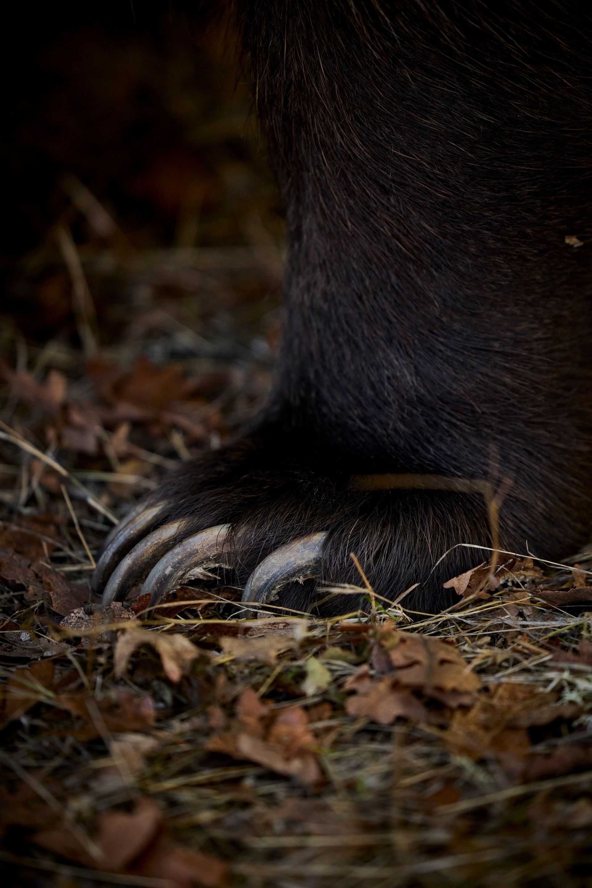 /ford-bear-security-carnet-hir-2